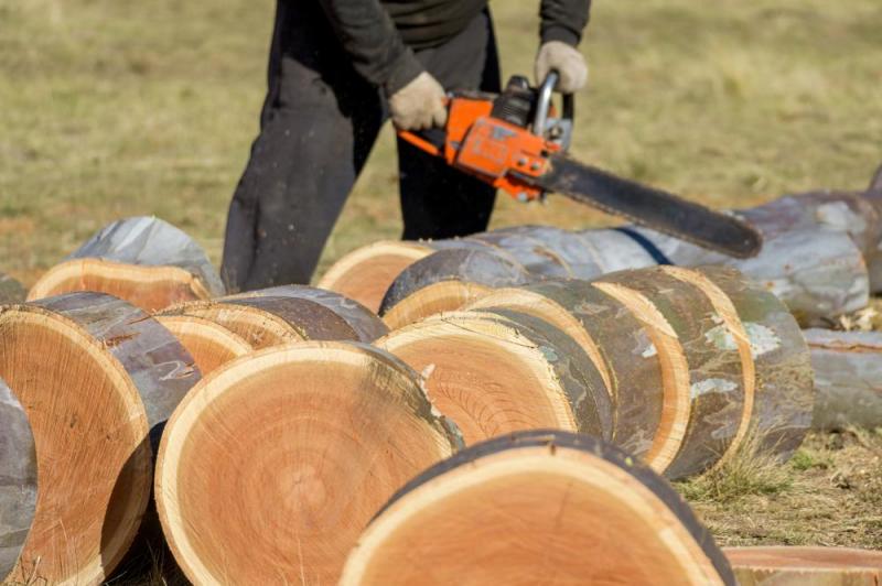 Pourquoi confier l'abattage de vos arbres &agrave; un expert &agrave; Flexbourg ?